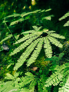 Fern and Frond