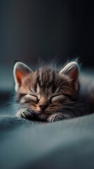 Realistic shot of a cute miniature kitten getting ready to sleep