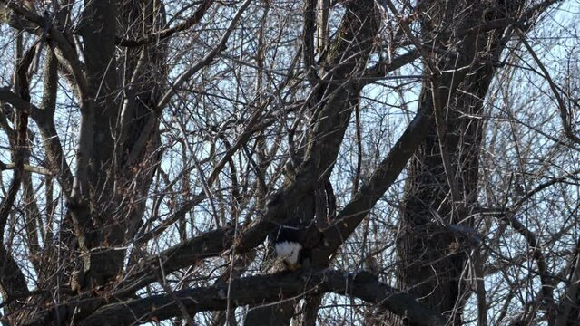 American Bald Eagles Migrate Through Missouri