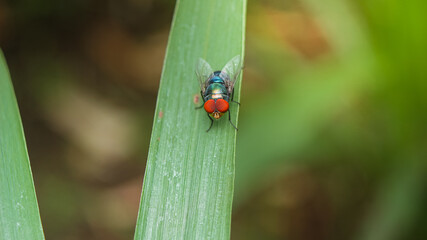 Red eye fly