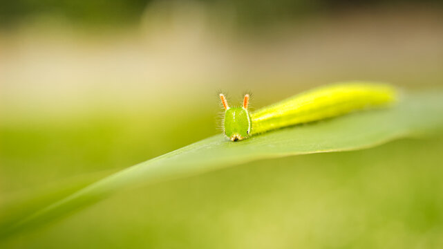 Melanitis leda &ndash; Common Evening Brown caterpillar