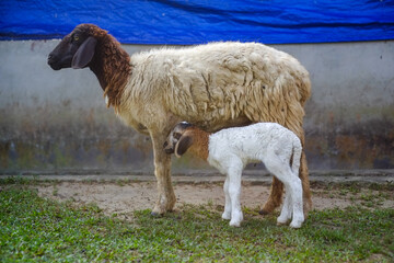Mother sheep with a baby lamb 