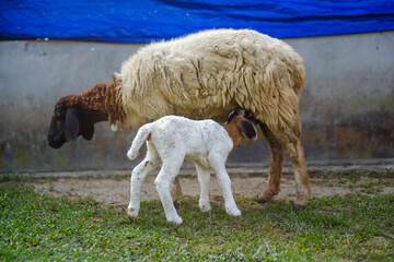 Mother sheep with a baby lamb 