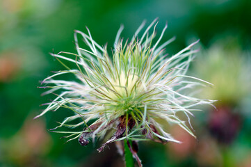 SONY DSC


Close up faded blossom of Basque flower

