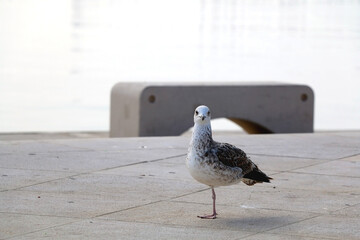 Seagull standing on the rock by the sea. Selective focus.