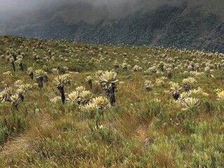 Landscapes of South America