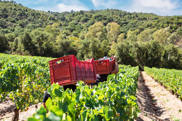 Cannonau grape harvest. Transport of boxes full of grapes. Agriculture.