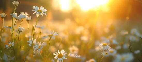 Tuinposter White daisy flower blooms in a field during sunset summer landscape blur background. AI generated © orendesain99