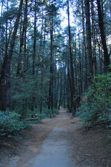 Trees in the woods