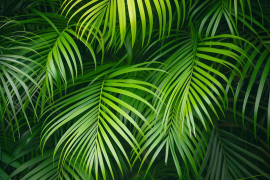Tropical palm leaf background, a lush and tropical scene showcasing vibrant palm leaves.