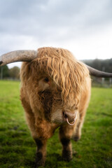 Portret krowy wyżynnej szkockiej, Szkocja - obrazy, fototapety, plakaty