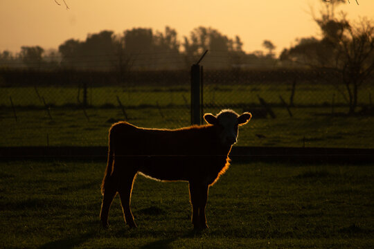 Baby cow (calf) in the sunset on the countryside