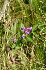 Spring bitter vetch flowers