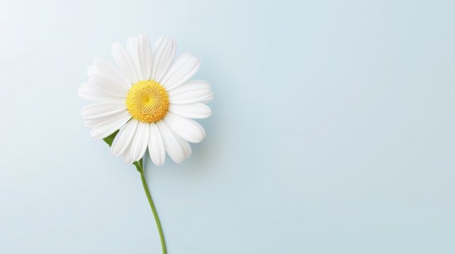 Chamomile on a light blue background. Close up. Copy space. 