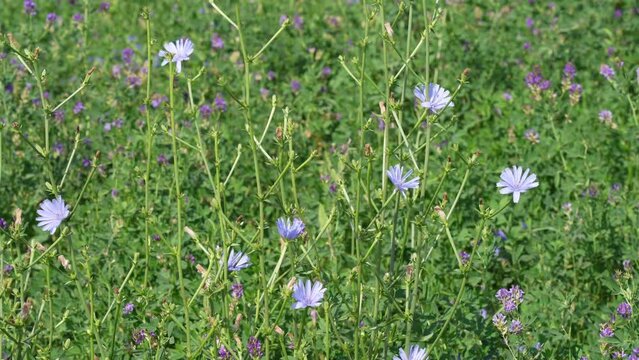 Blue flowers of Common Chicory sway in the field of green grass in the breeze. Blooming meadows for beekeeping.