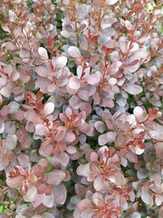 Shrubs with small dark burgundy leaves, ornamental barberry shrubs in the garden
