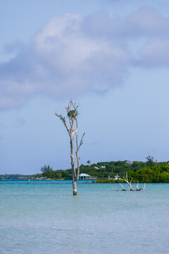 Tree is Harbour Island, Bahamas