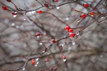 Doused Berries