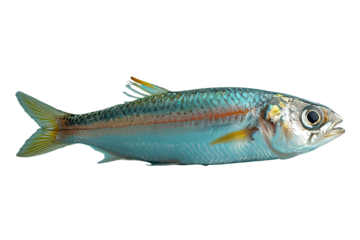 anchovy png ,side view of anchovies isolated on transparent background ,generative ai