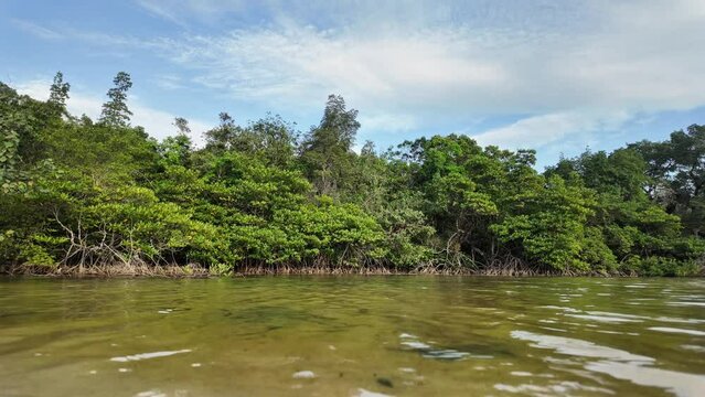 Tranquil waters meeting a lush mangrove forest under a serene blue sky showcasing natural coastal ecosystems and biodiversity