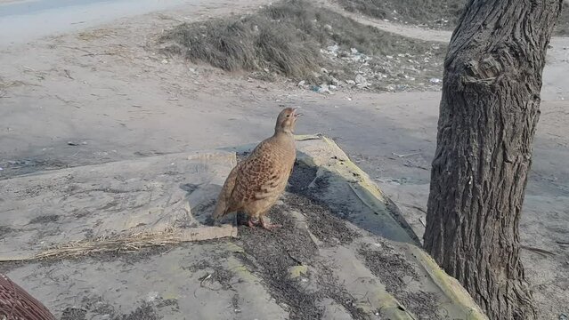 Grey francolin (Ortygornis pondicerianus) calling - Male grey partridge calling, partridge call sound call, singing. Beautiful 4K Footage.