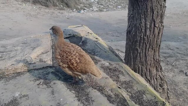 Grey francolin (Ortygornis pondicerianus) calling - Male grey partridge calling, partridge call sound call, singing. Beautiful 4K Footage.