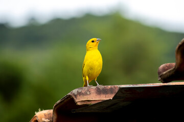 Canario da Terra, bird of the Brazilian fauna. In Sao Paulo, SP. Beautiful yellow bird - Powered by Adobe