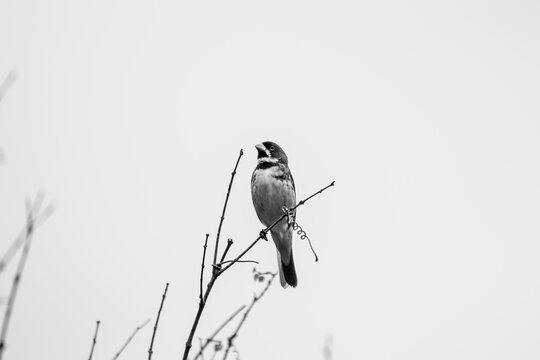 Bicudo Bird in a tree in Serra da Mantiqueira, Brazil. Photo in Black and White.