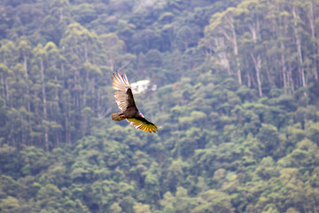 Buzzard bird flying in Serra da Mantiqueira, Sao Paulo.