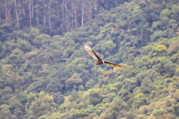 Buzzard bird flying in Serra da Mantiqueira, Sao Paulo.