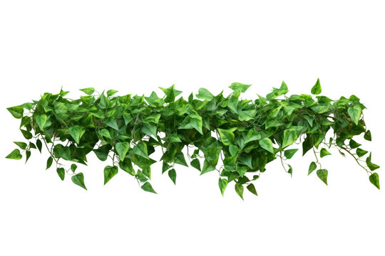 Shrubs, vines of popular tropical plants, creepers, isolated on white transparent background.