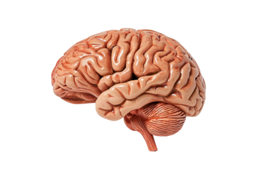 Brain organ isolated on transparent white background.