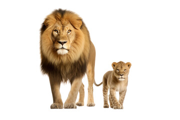 love of a lion hunter and cub isolated on white transparent background.