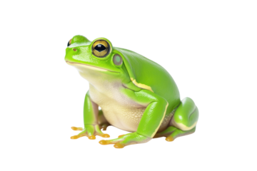 Tree frog, green frog. Laughing frog isolated on white transparent background.