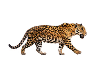 single leopard isolated on white transparent background.