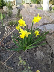 Yellow narcissus flower against the background of green leaves in the garden
