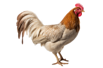 Chicken, farming for protein, meat, isolated on white transparent background.