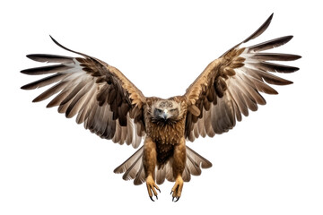 very dangerous species of predator. Majestic bird. isolated on white transparent background.