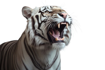 young Bengal tiger roared isolated on white transparent background.