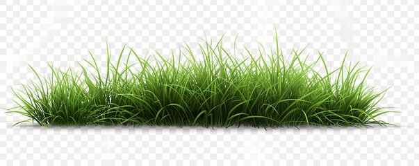 green grass isolated on white HD 8K wallpaper Stock Photographic Image