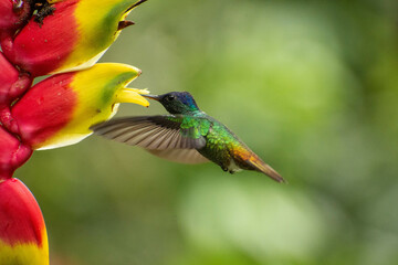 Colibrí Zafiro de cola dorada alimentándose en vuelo del néctar de un flor.