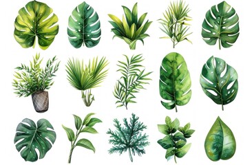 Watercolor Collection of green leaves, a white Background