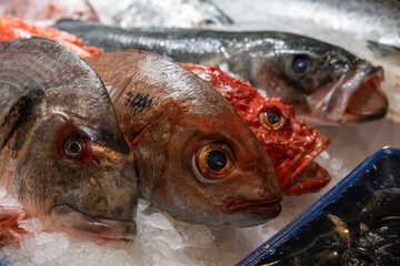 detail of fresh fish heads such as sea bream, sea bass, snapper, scorpion fish