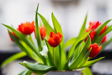 red tulips on the street