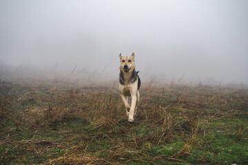 Happy dog running in foggy grass, a pet running in a misty weather, beautiful dog in amazing landscape, dog smiles