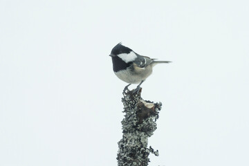 Coal tit (Periparus ater)