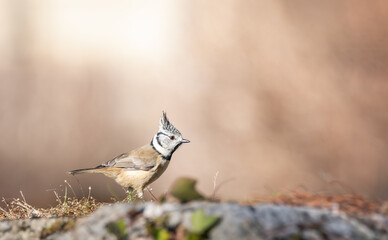 crested tit (Parus cristatus) resting on a stone wall