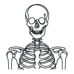 illustration of half of a human skeleton. One line drawing of a human skeleton.