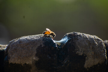 abeja posada en una fuente bebiendo agua