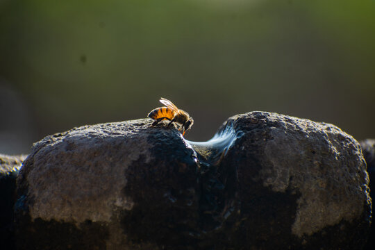 abeja posada en una fuente bebiendo agua